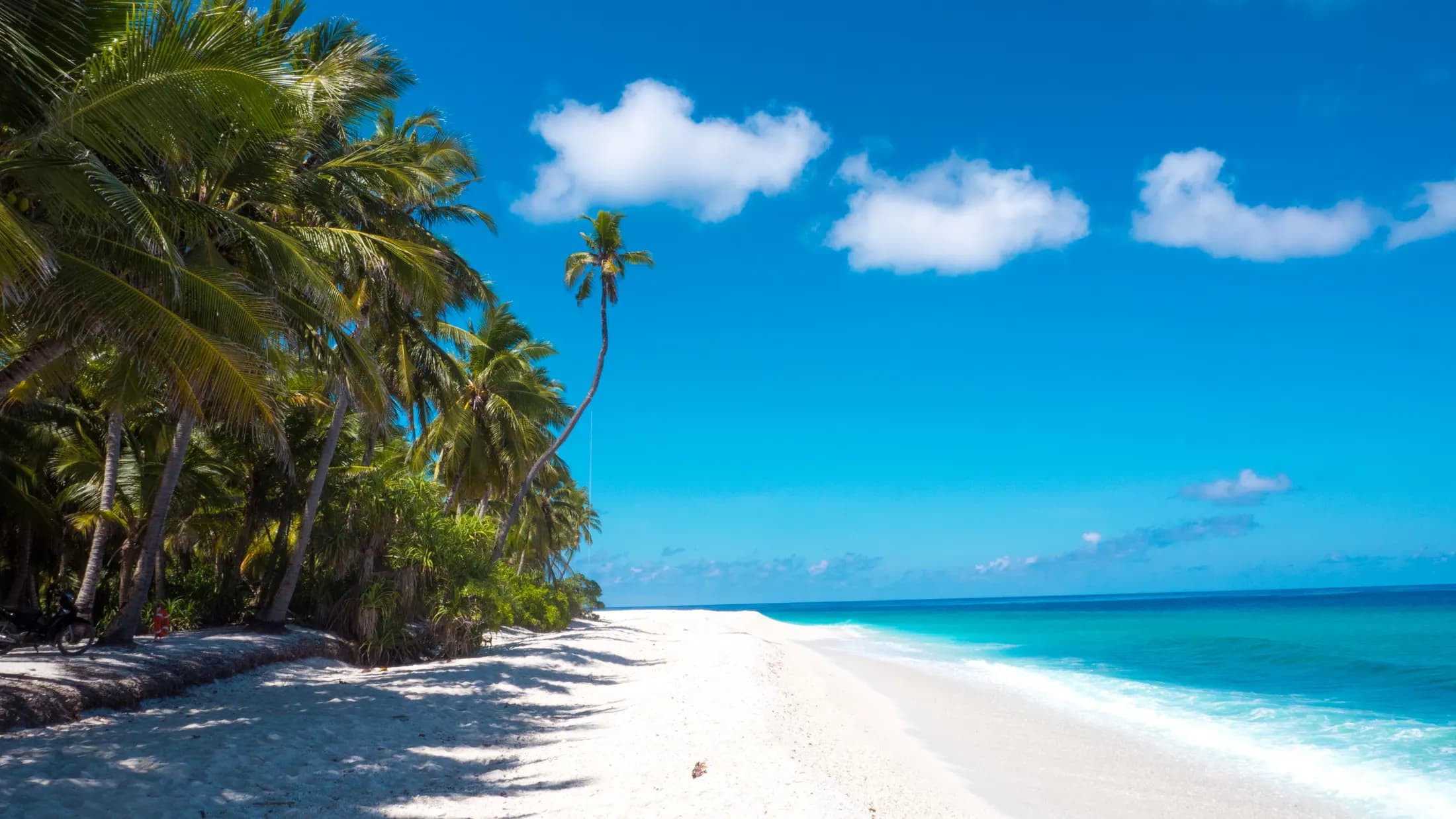 Palm trees leaning over white sand and blue water