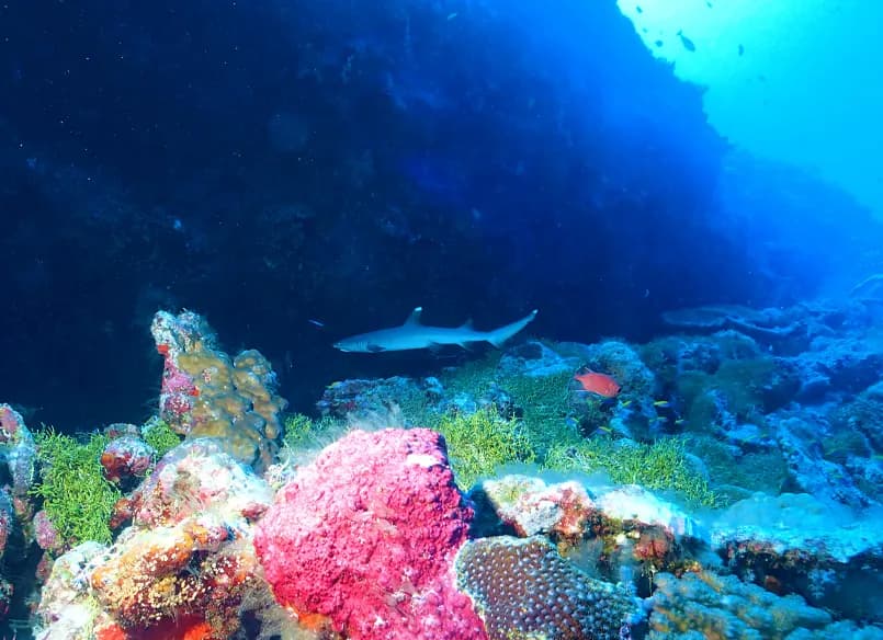 A reef shark above a colourful coral wall