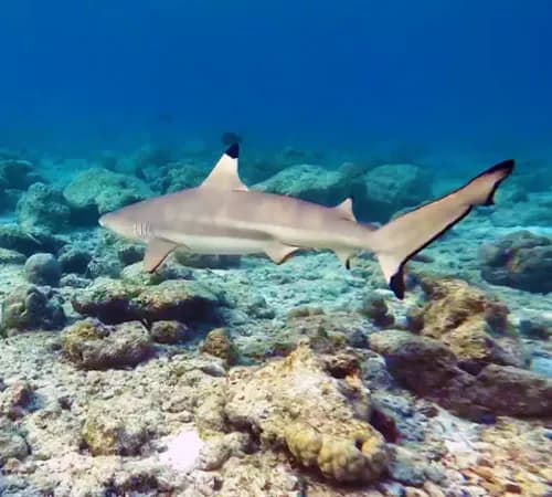 Blacktip reef shark