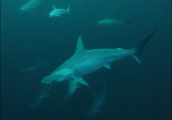 Scalloped hammerhead sharks