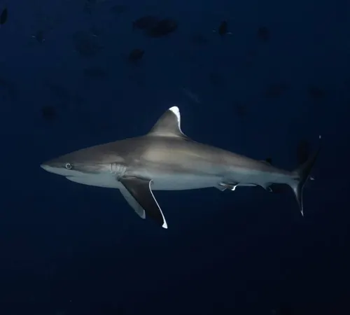 Silvertip shark