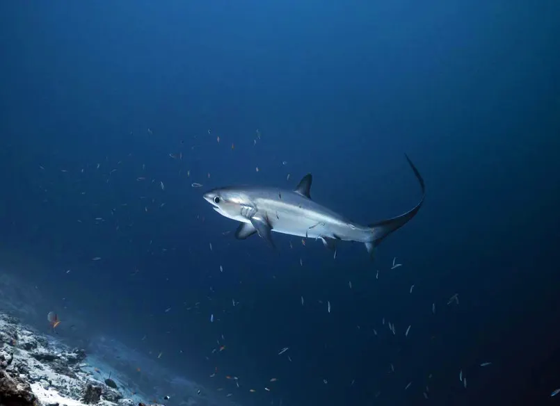 Thresher shark