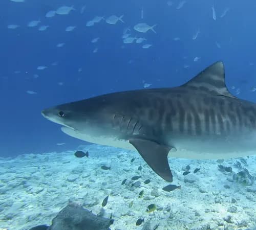 Tiger shark
