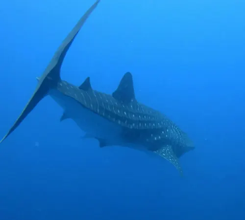 Whale shark