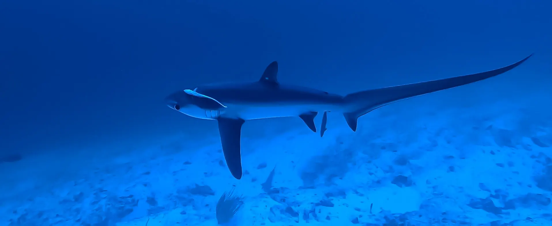 A thresher shark with its long tail
