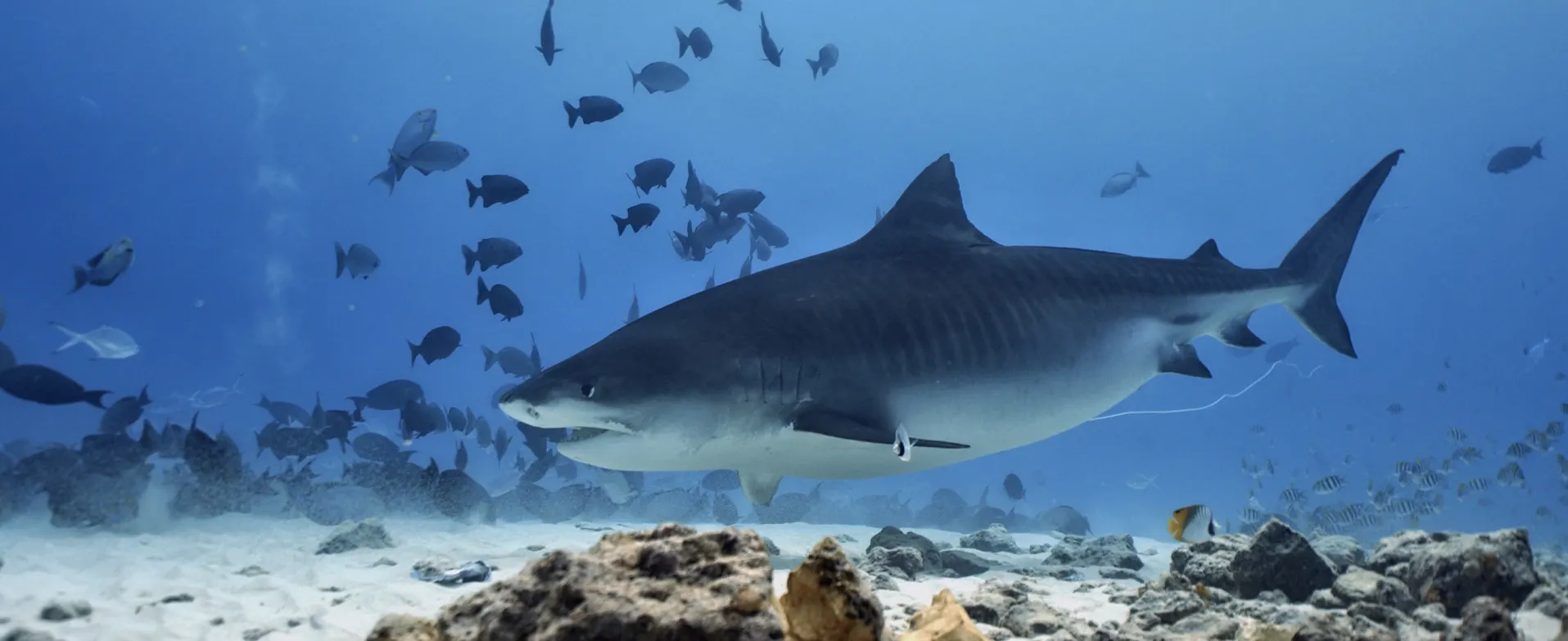 A tiger shark swimming over the reef in Fuvahmulah