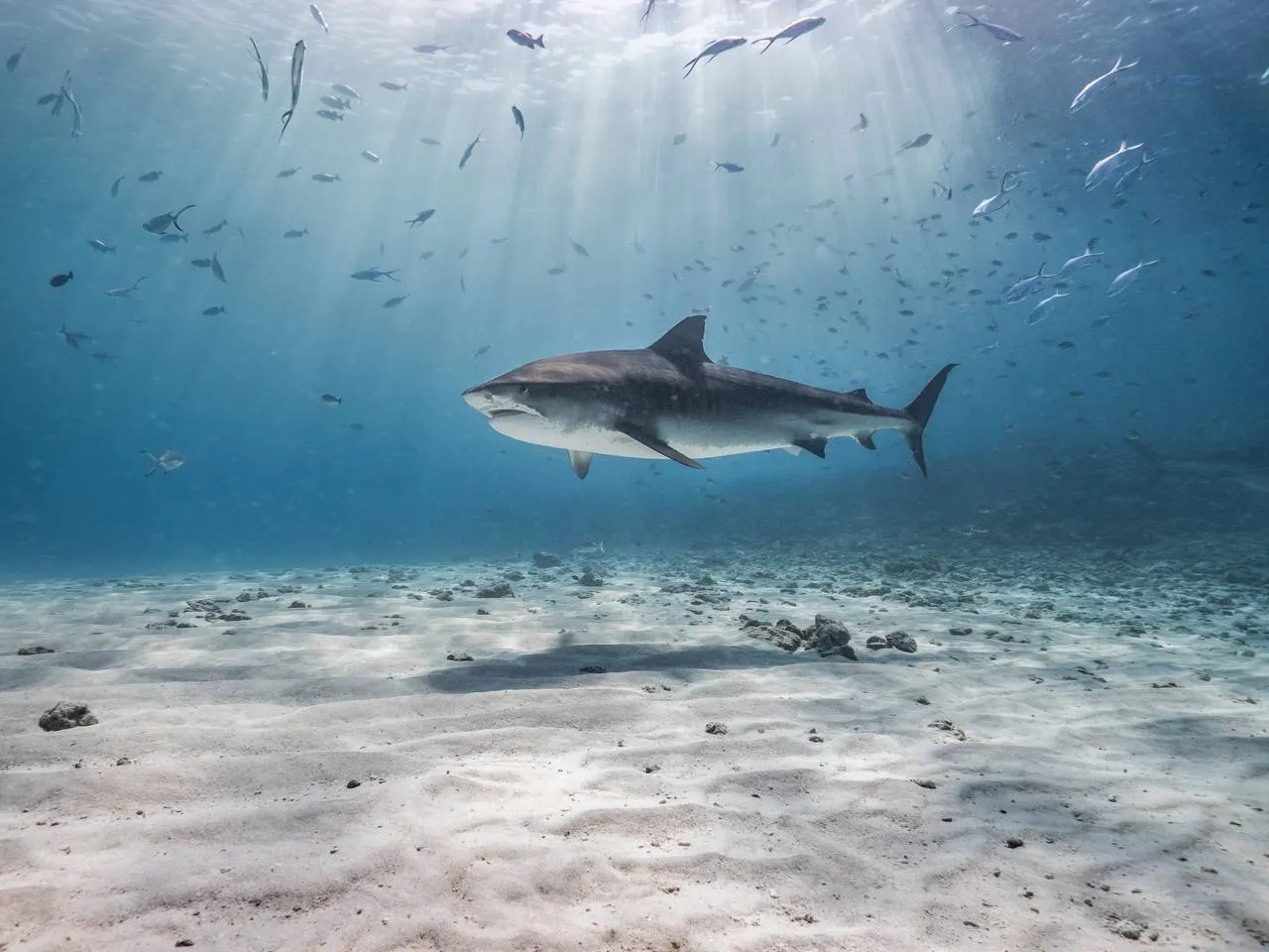 A tiger shark cruising over white sand in sunlit water