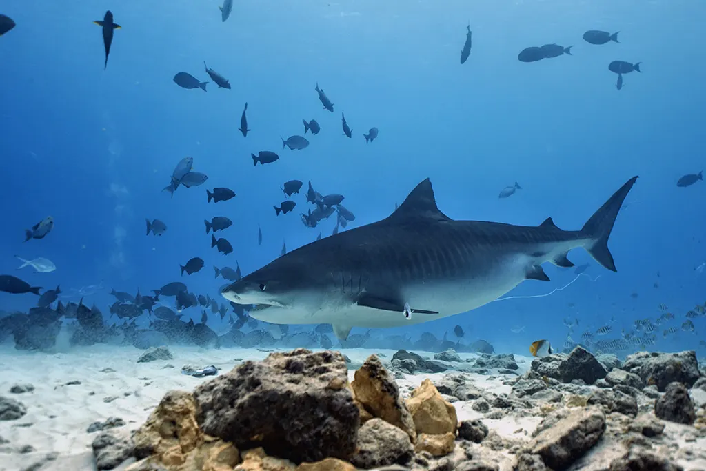 A tiger shark over the reef among a shoal of fish