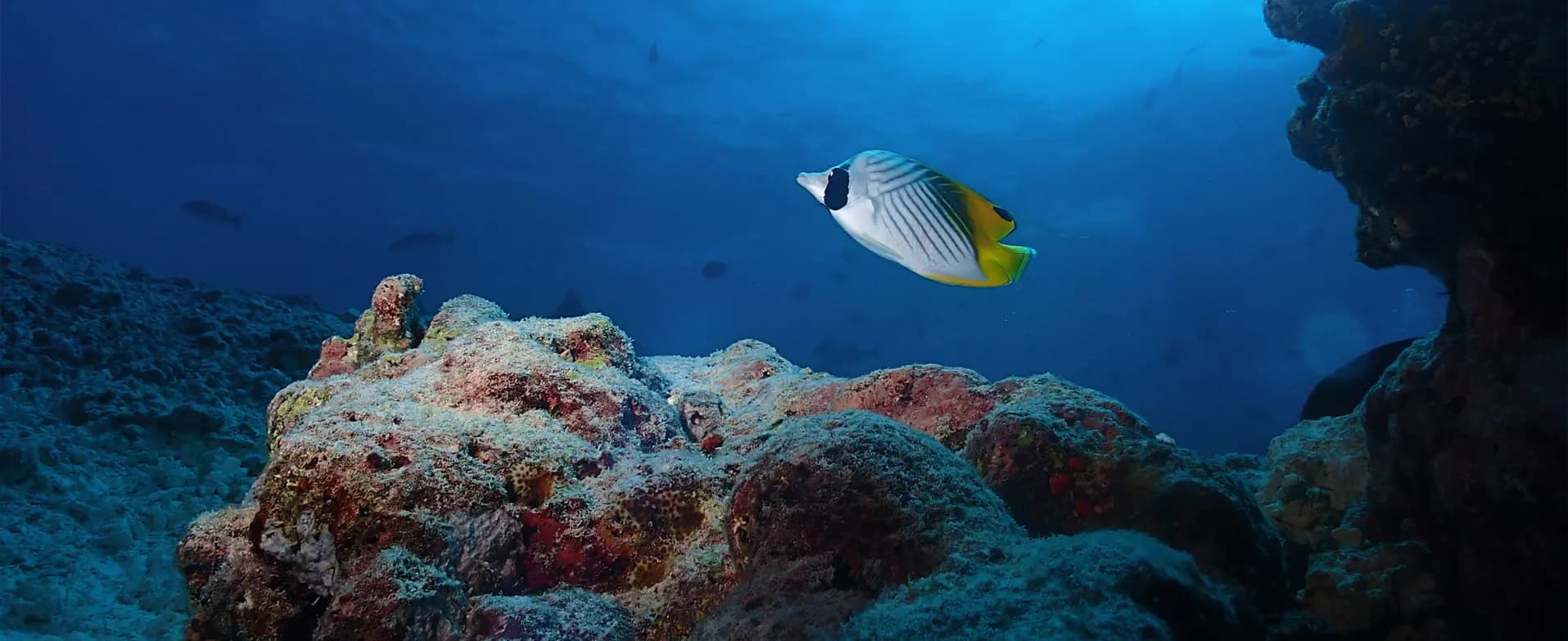 A butterflyfish above a coral outcrop