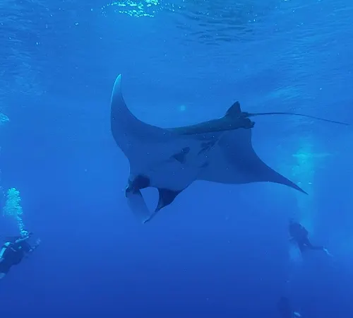 Oceanic manta ray
