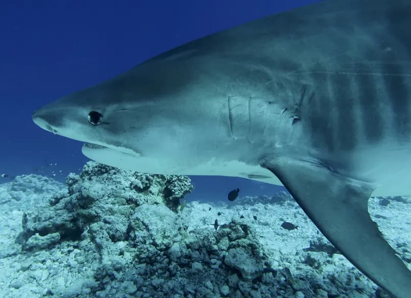 A tiger shark passing close to the camera